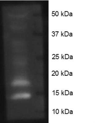 Western Blot: Histone H4 [ac Lys16] AntibodyBSA Free [NB21-2077]